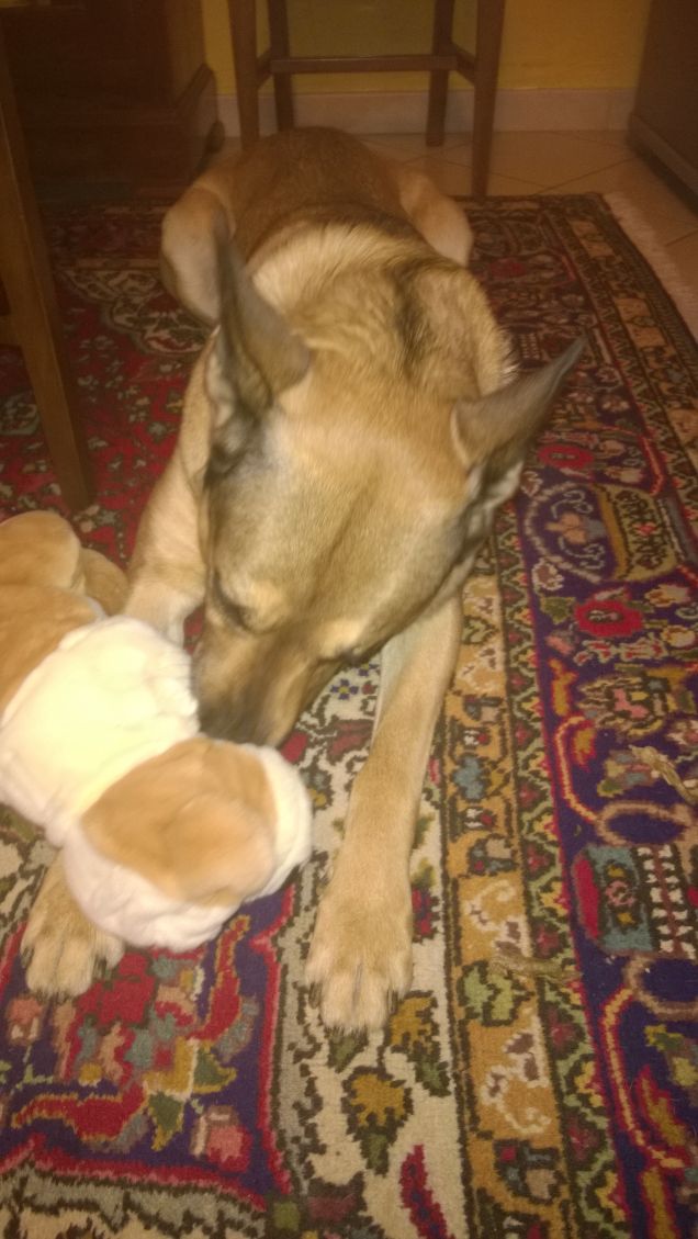 Il peluche di Artù.3