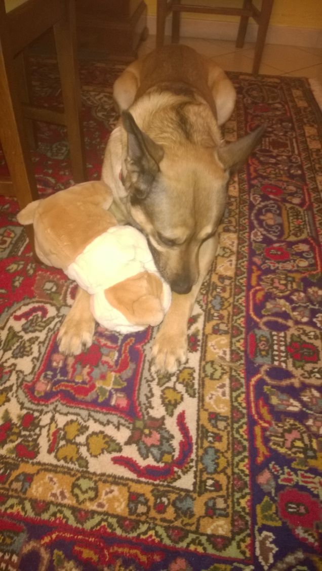 Il peluche di Artù.4