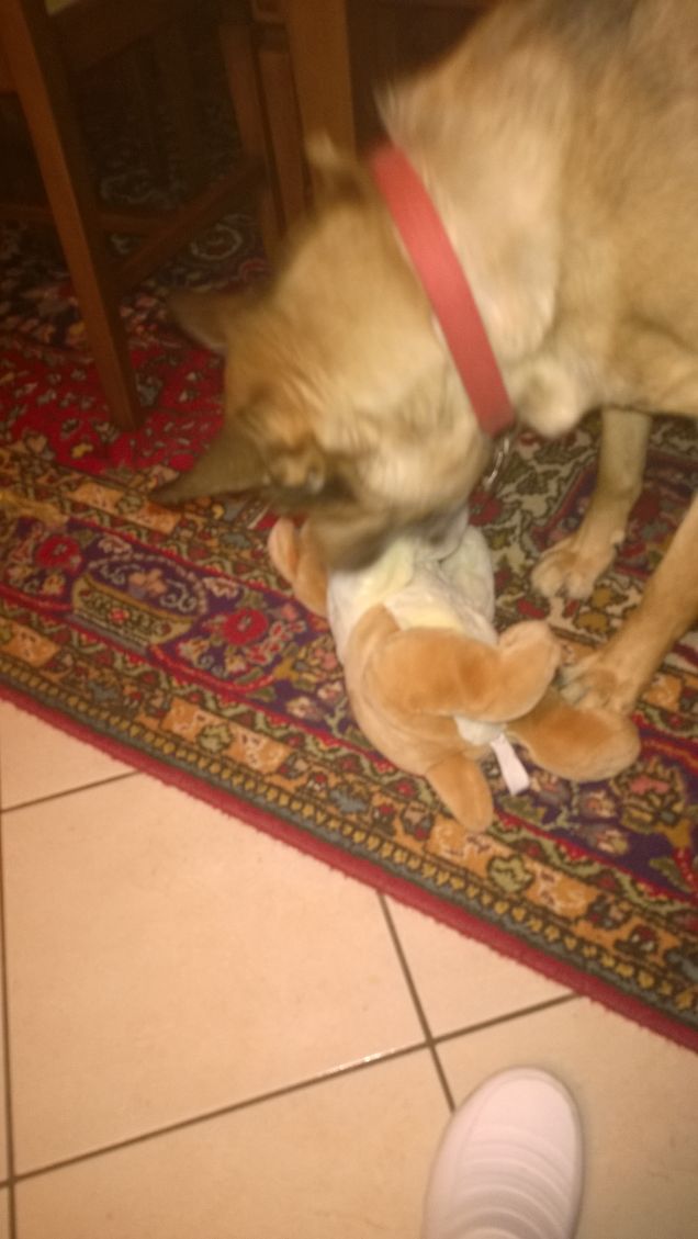 Il peluche di Artù.6