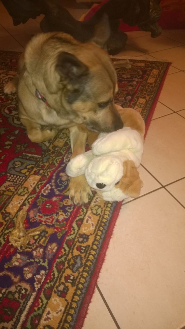 Il peluche di Artù.7