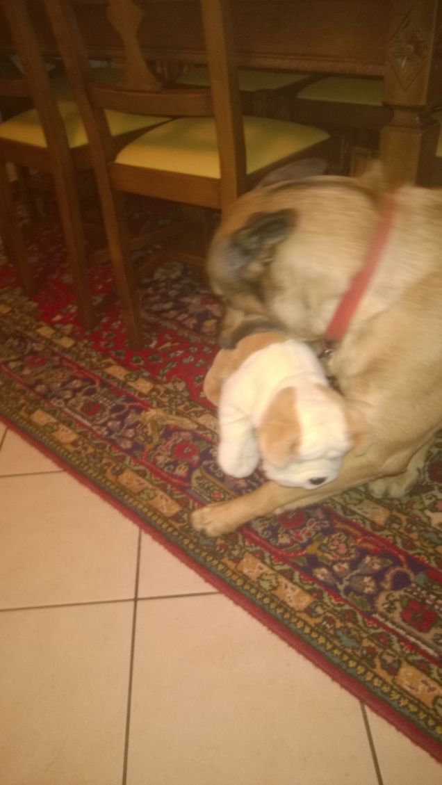 Il peluche di Artù.10