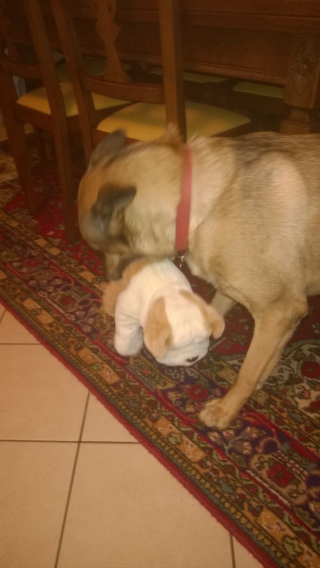 Il peluche di Artù.11