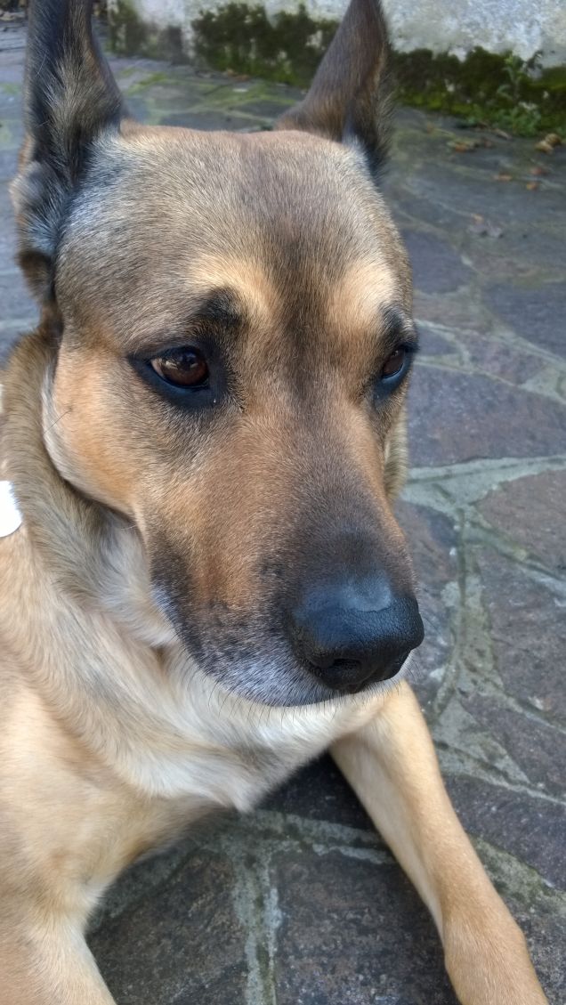 “La cosa migliore di un uomo è il suo cane” – Proverbio francese1