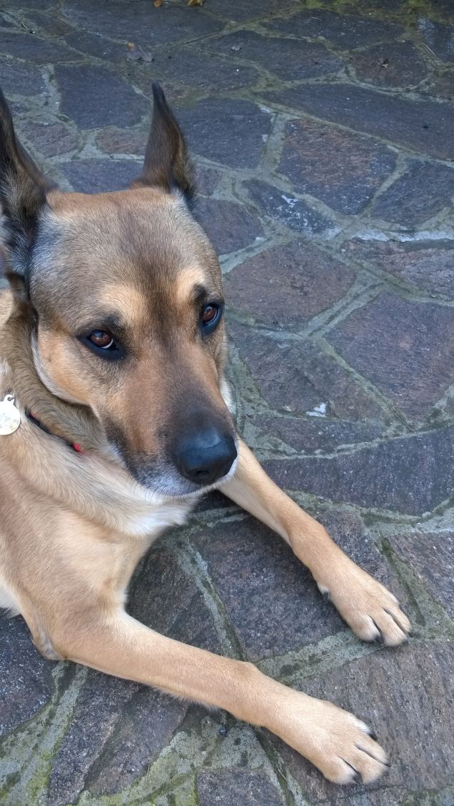 “La cosa migliore di un uomo è il suo cane” – Proverbio francese2