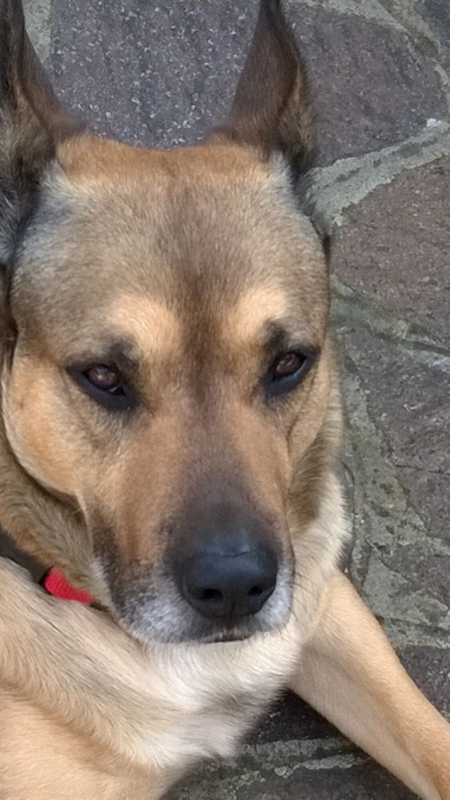 “La cosa migliore di un uomo è il suo cane” – Proverbio francese3