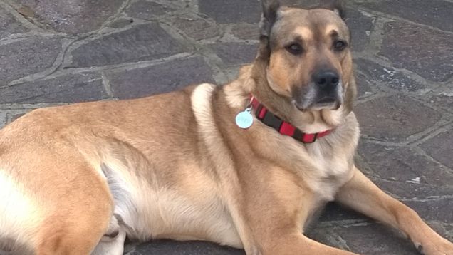 “La cosa migliore di un uomo è il suo cane” – Proverbio francese4