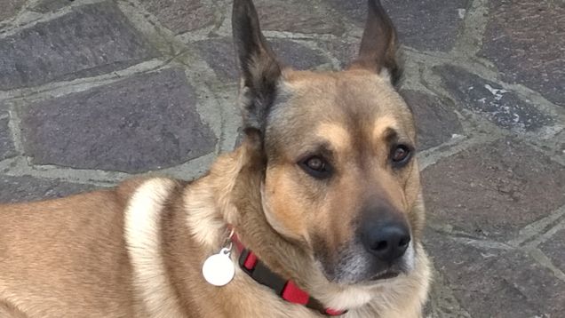 “La cosa migliore di un uomo è il suo cane” – Proverbio francese5