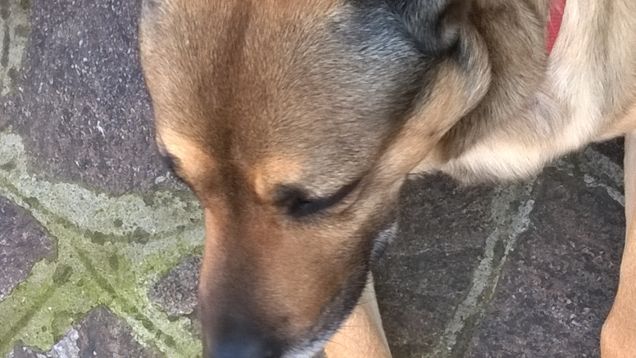 “La cosa migliore di un uomo è il suo cane” – Proverbio francese6