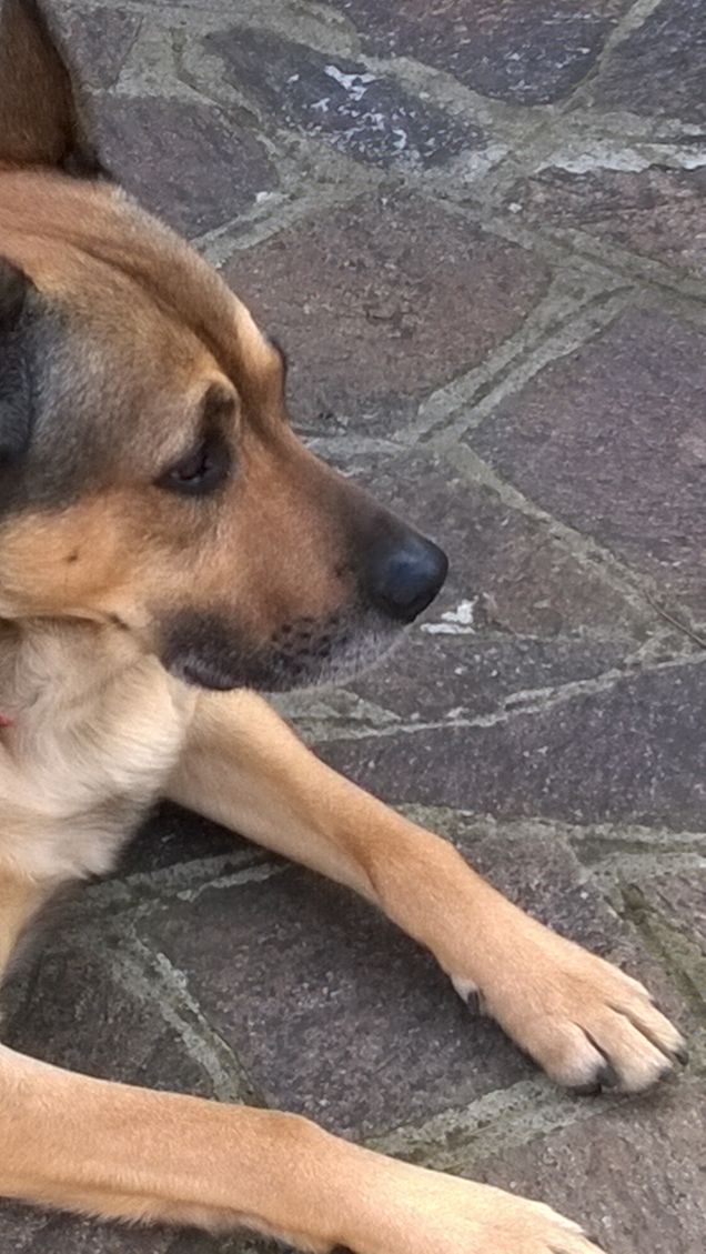 “La cosa migliore di un uomo è il suo cane” – Proverbio francese8