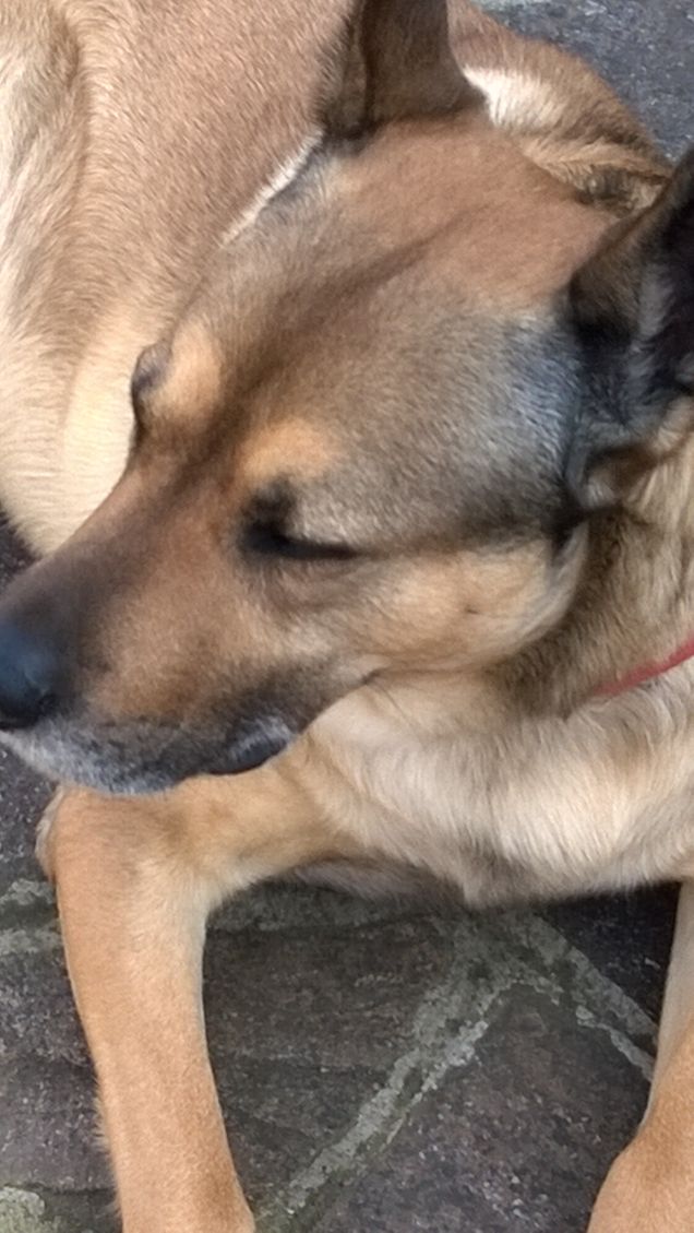 “La cosa migliore di un uomo è il suo cane” – Proverbio francese10