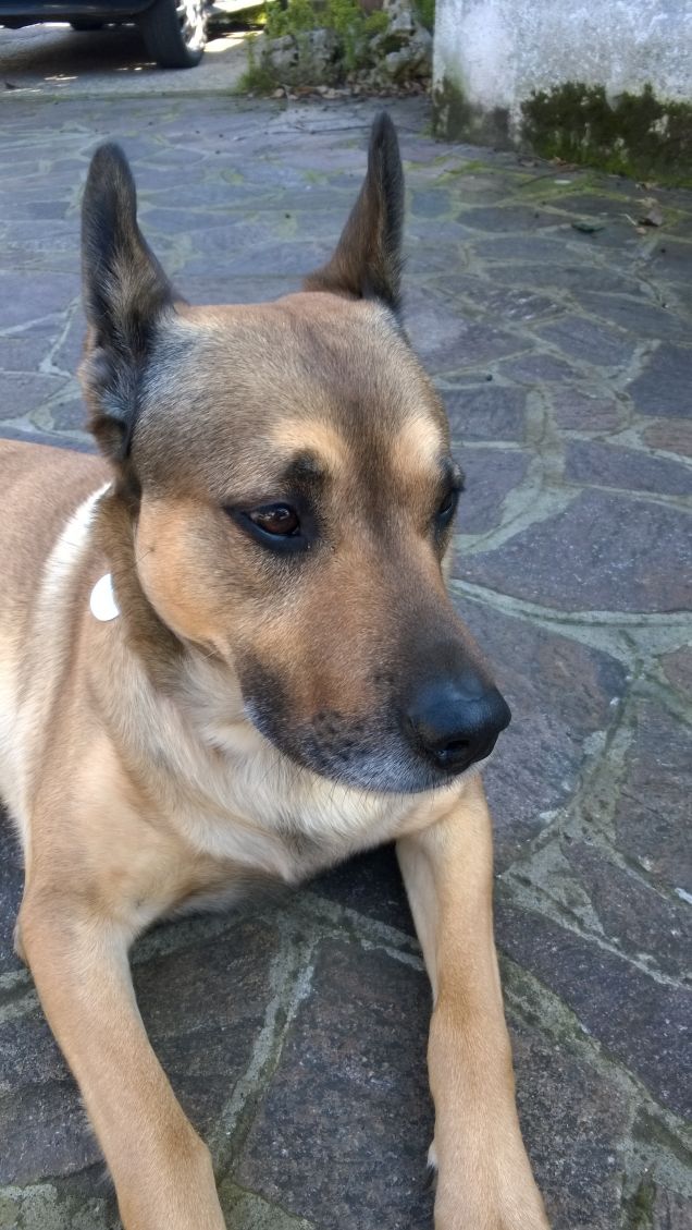 “La cosa migliore di un uomo è il suo cane” – Proverbio francese12