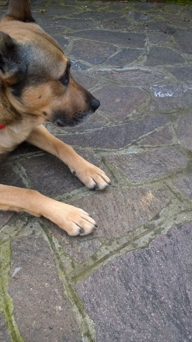 “La cosa migliore di un uomo è il suo cane” – Proverbio francese13