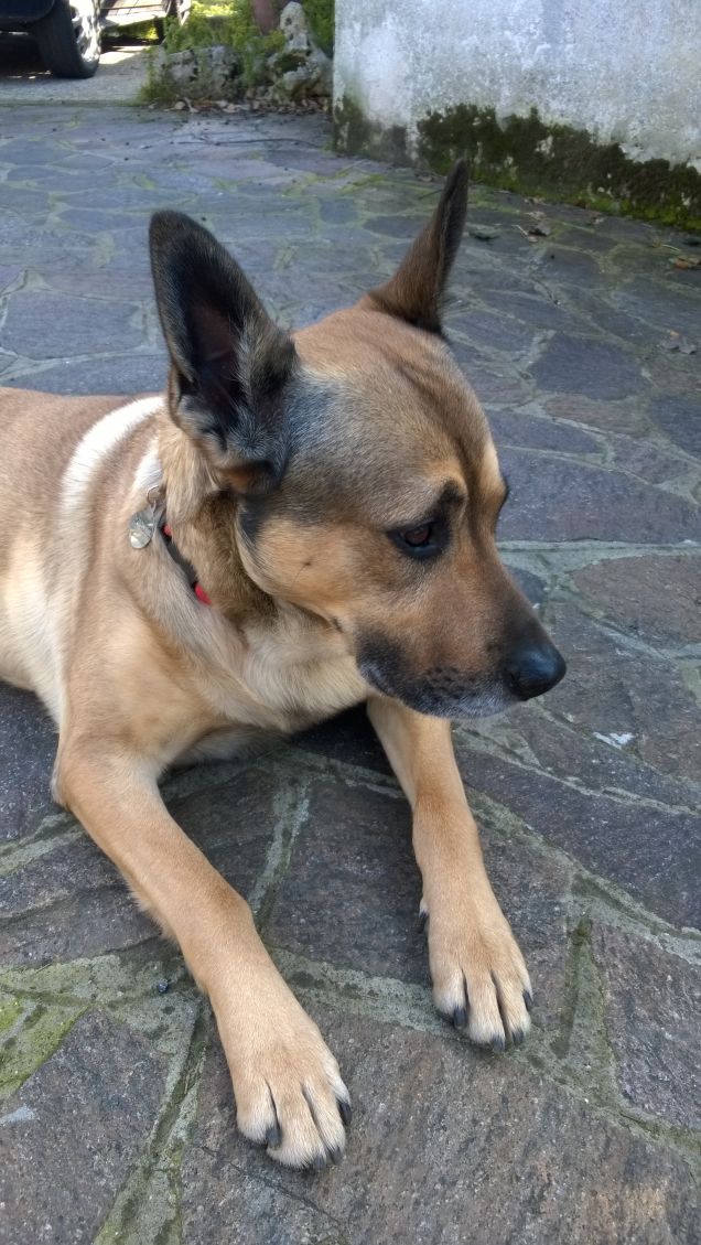 “La cosa migliore di un uomo è il suo cane” – Proverbio francese14