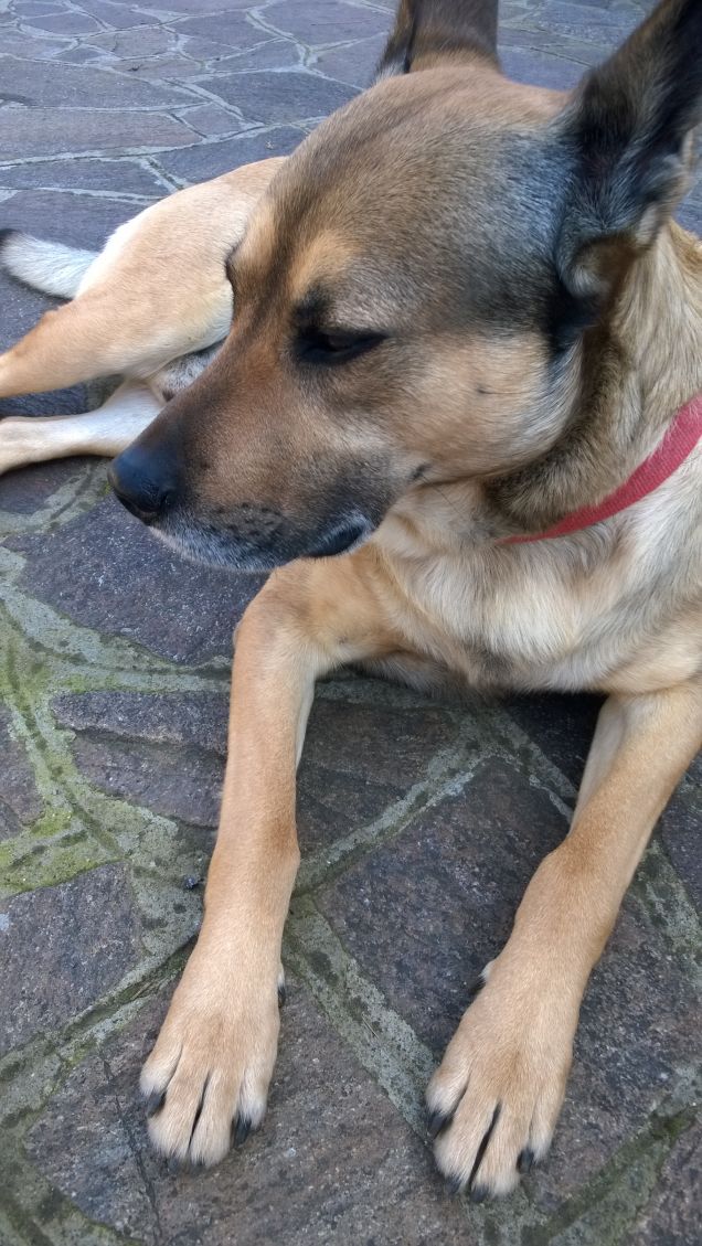 “La cosa migliore di un uomo è il suo cane” – Proverbio francese15