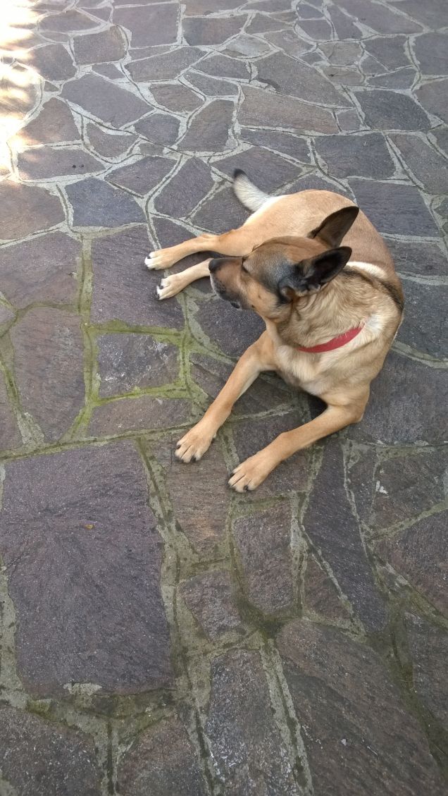 “La cosa migliore di un uomo è il suo cane” – Proverbio francese16