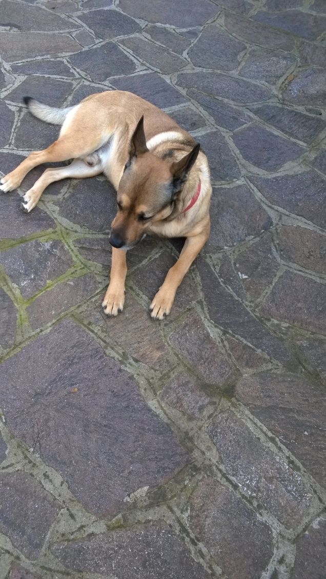 “La cosa migliore di un uomo è il suo cane” – Proverbio francese17