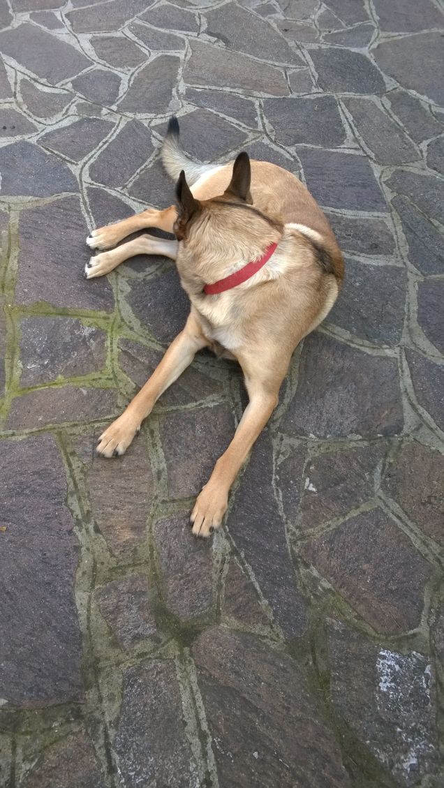 “La cosa migliore di un uomo è il suo cane” – Proverbio francese19