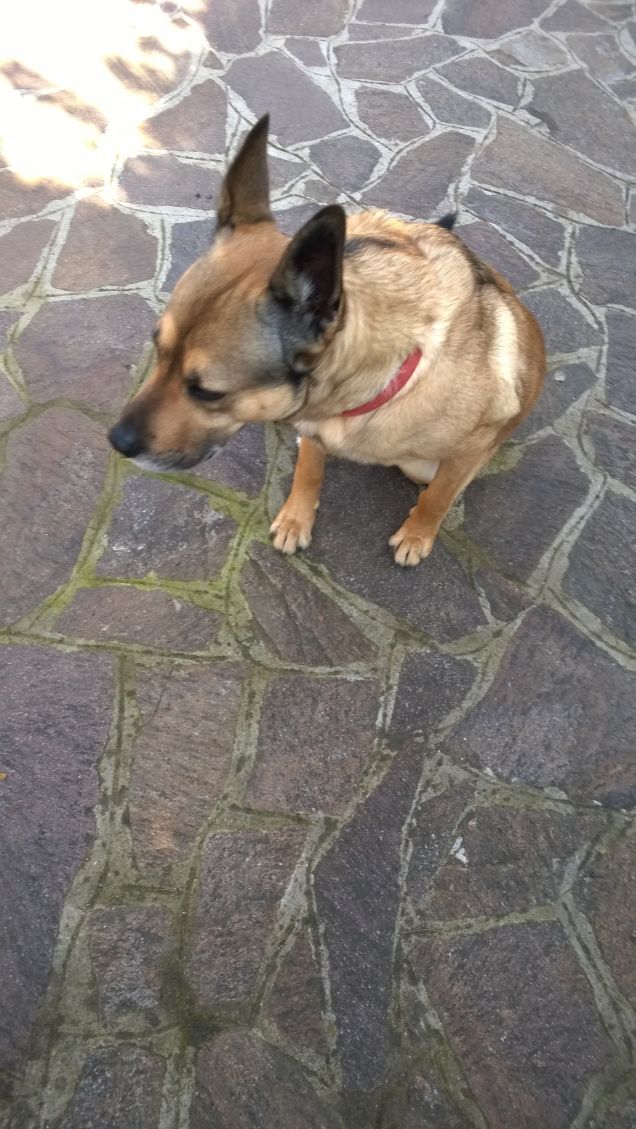 “La cosa migliore di un uomo è il suo cane” – Proverbio francese20