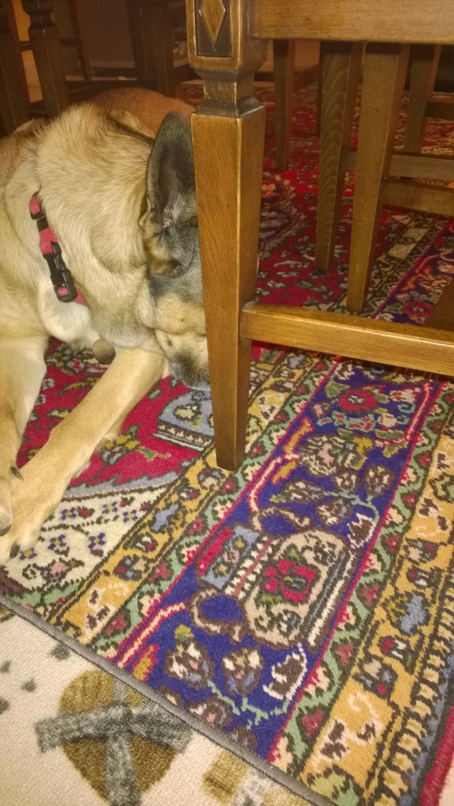 Chi ama me, ama il mio cane.2