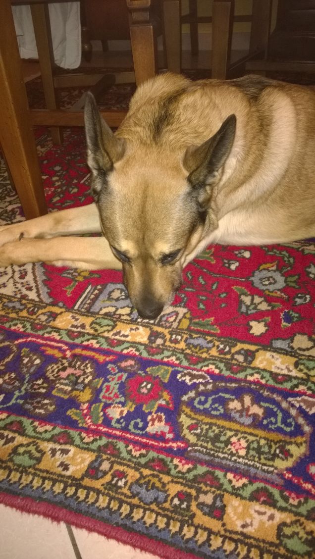 Chi ama me, ama il mio cane.3