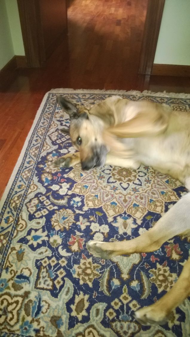 Chi ama me, ama il mio cane.9