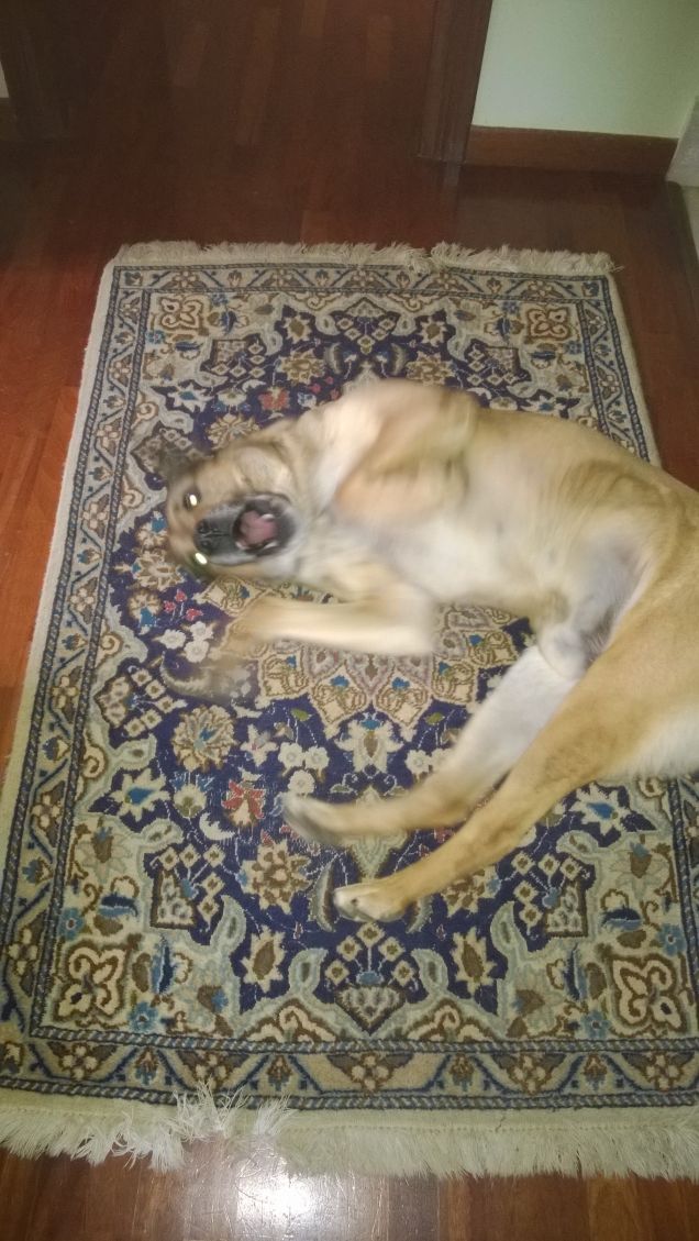 Chi ama me, ama il mio cane.10