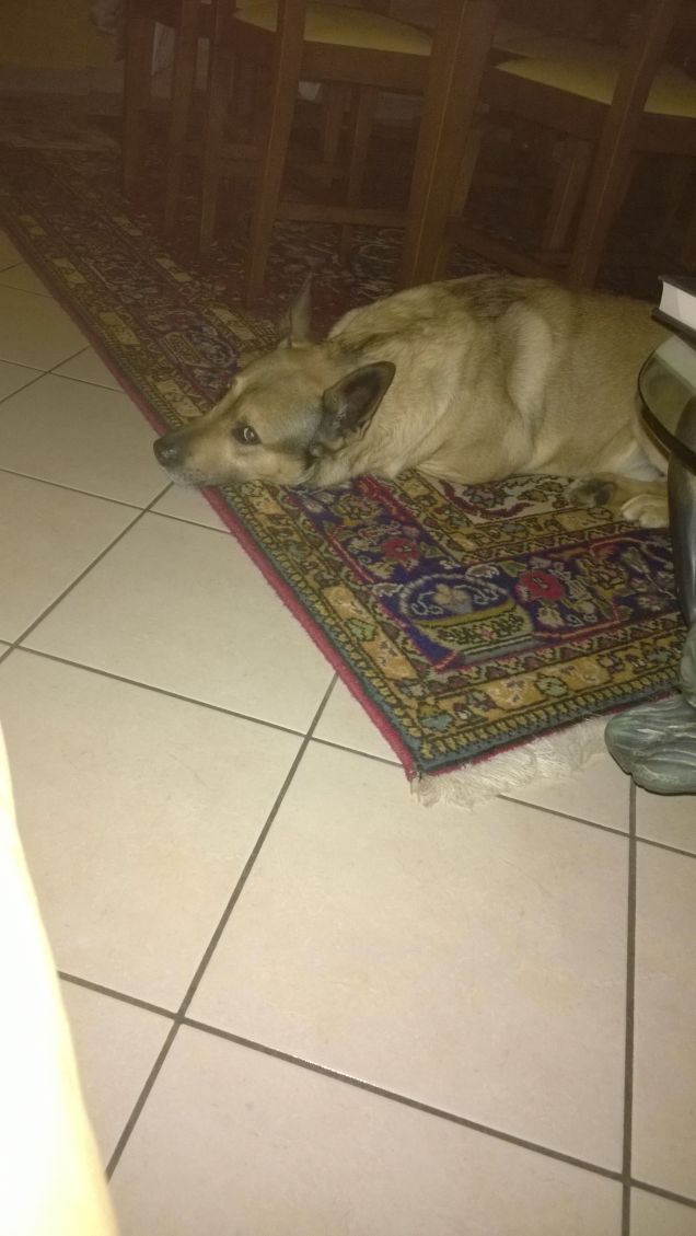 Chi ama me, ama il mio cane.16