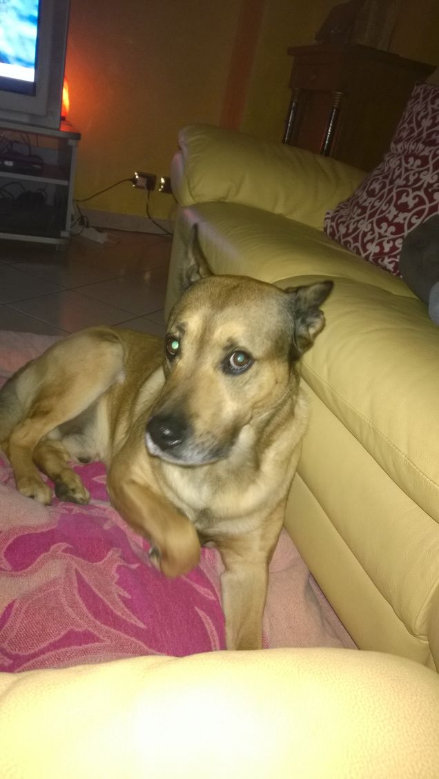 Chi ama me, ama il mio cane.18