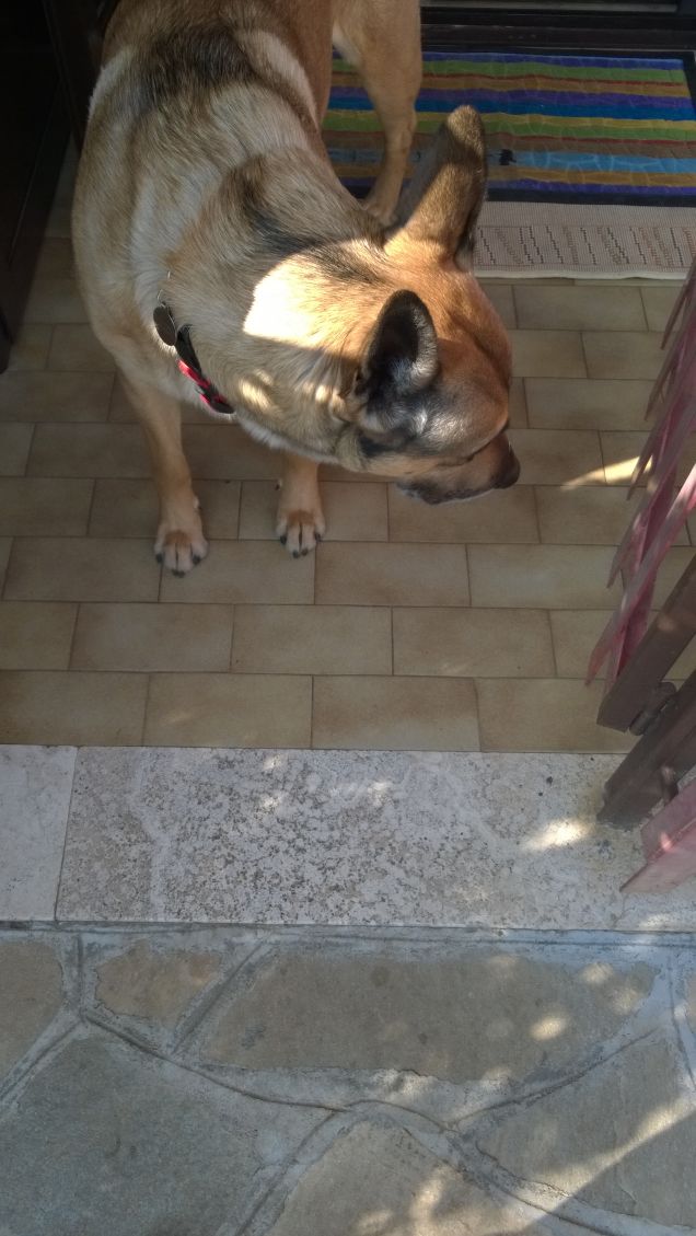 Chi ama me, ama il mio cane.20