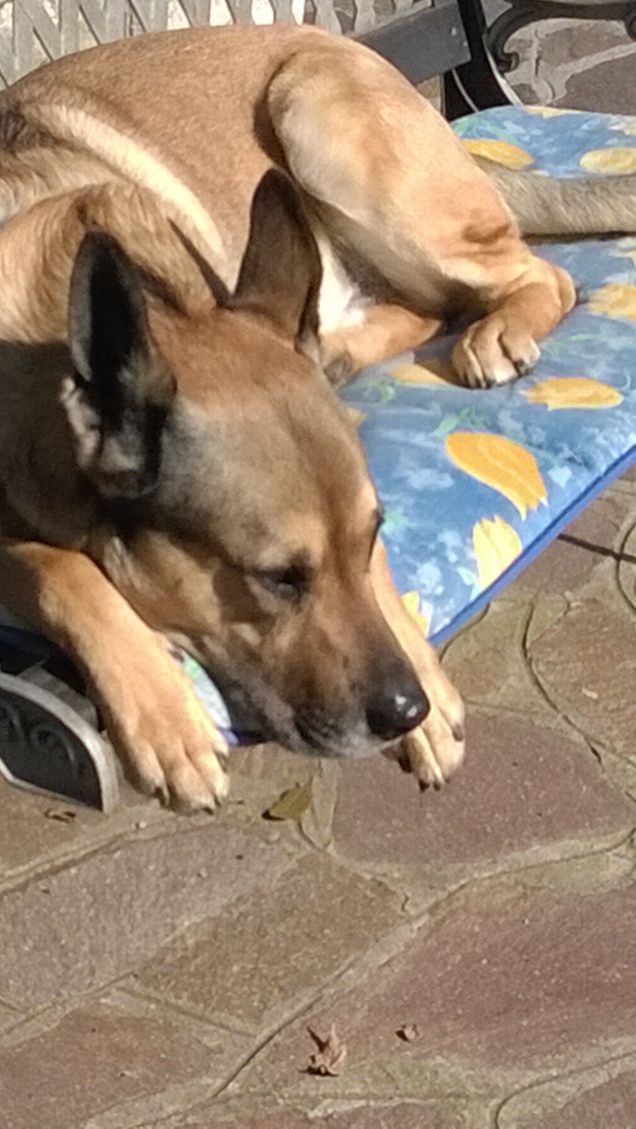  Saggezza o Stanchezza1