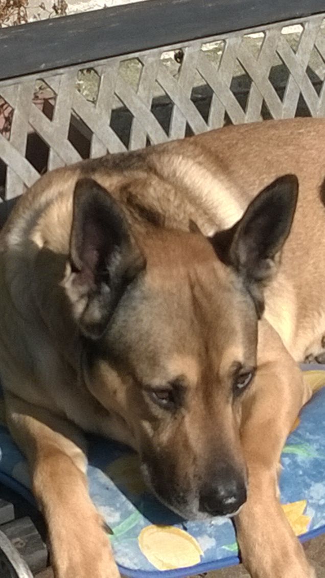  Saggezza o Stanchezza2