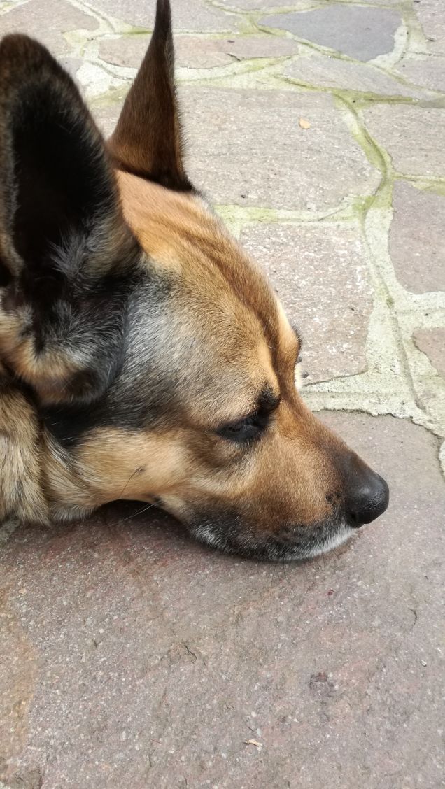 Il mio amico a 4 zampe.