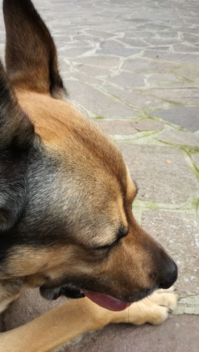 Il mio amico a 4 zampe.1