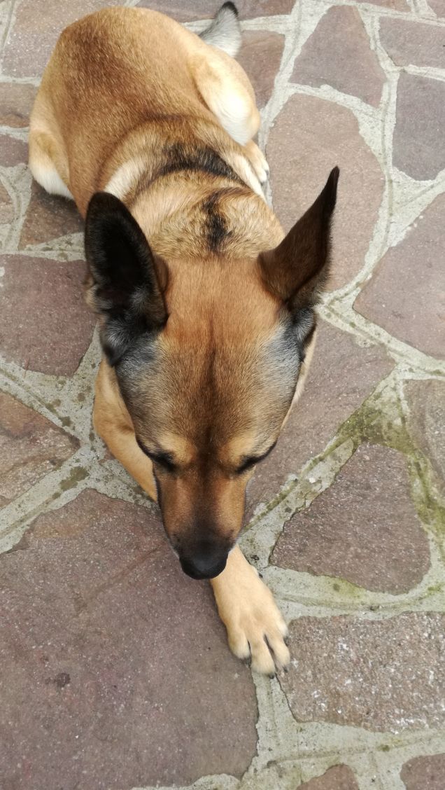 Il mio amico a 4 zampe.2