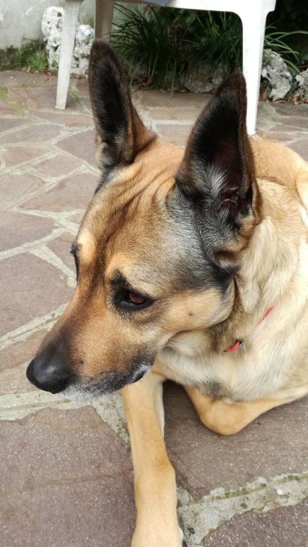 Il mio amico a 4 zampe.3