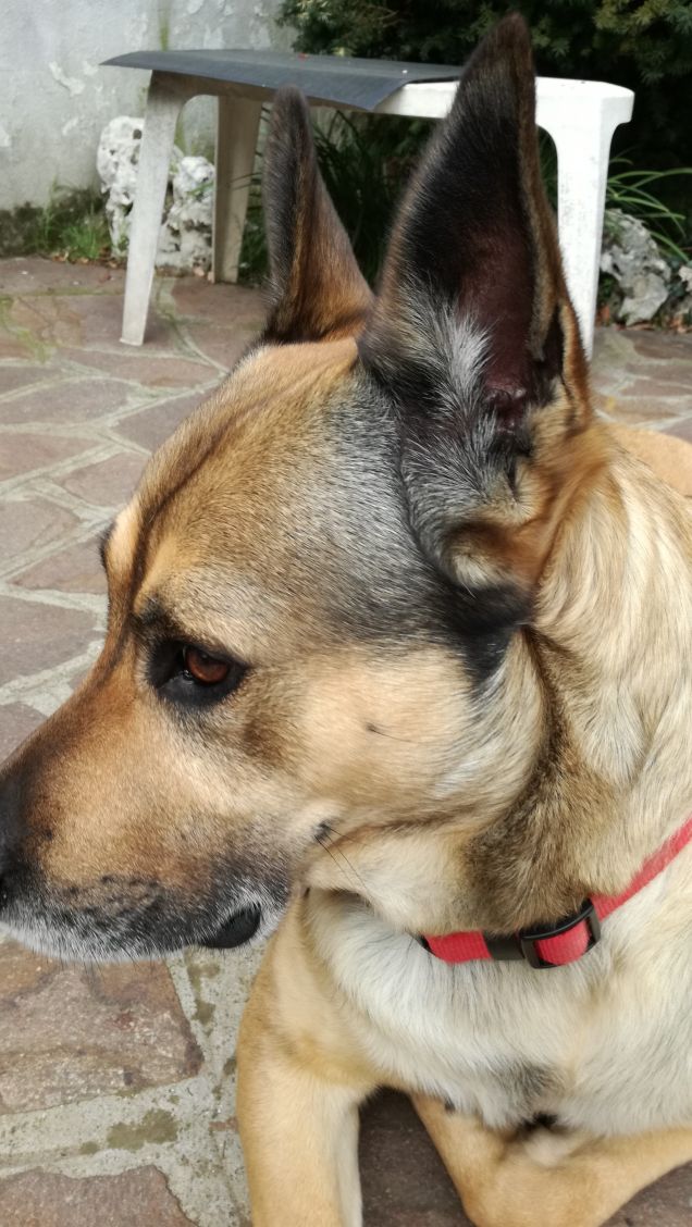 Il mio amico a 4 zampe.4