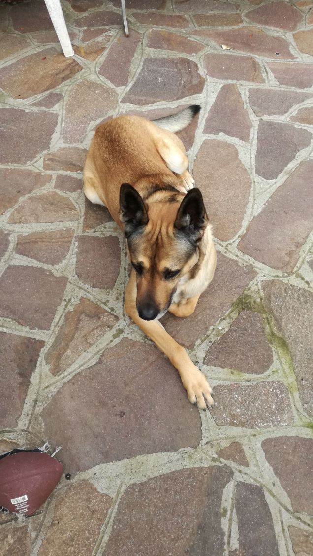 Il mio amico a 4 zampe.6