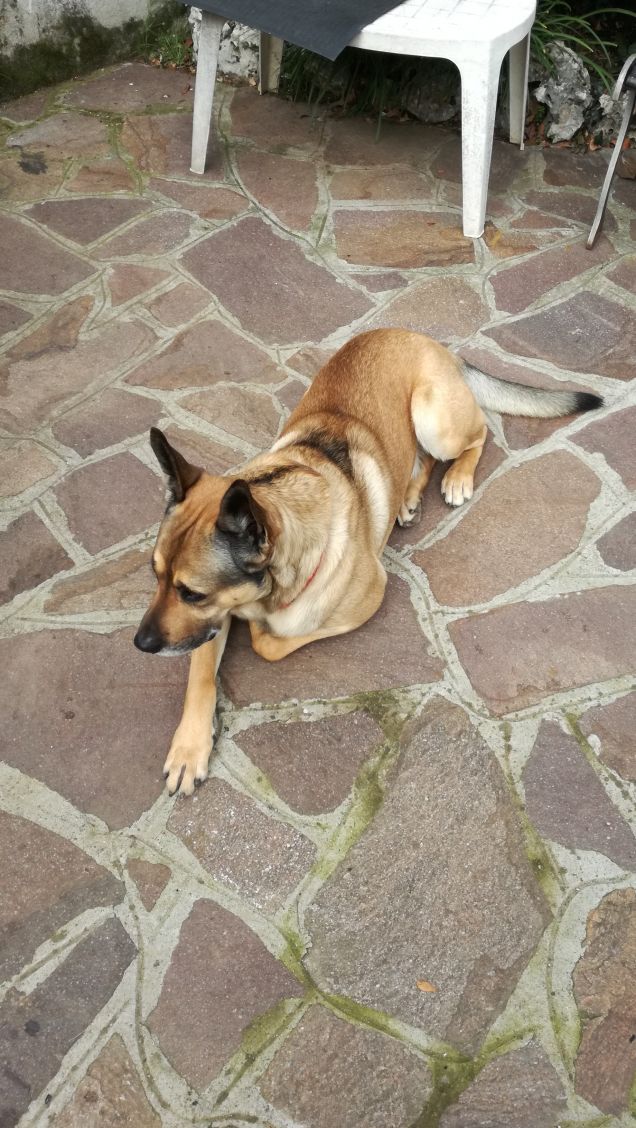 Il mio amico a 4 zampe.8