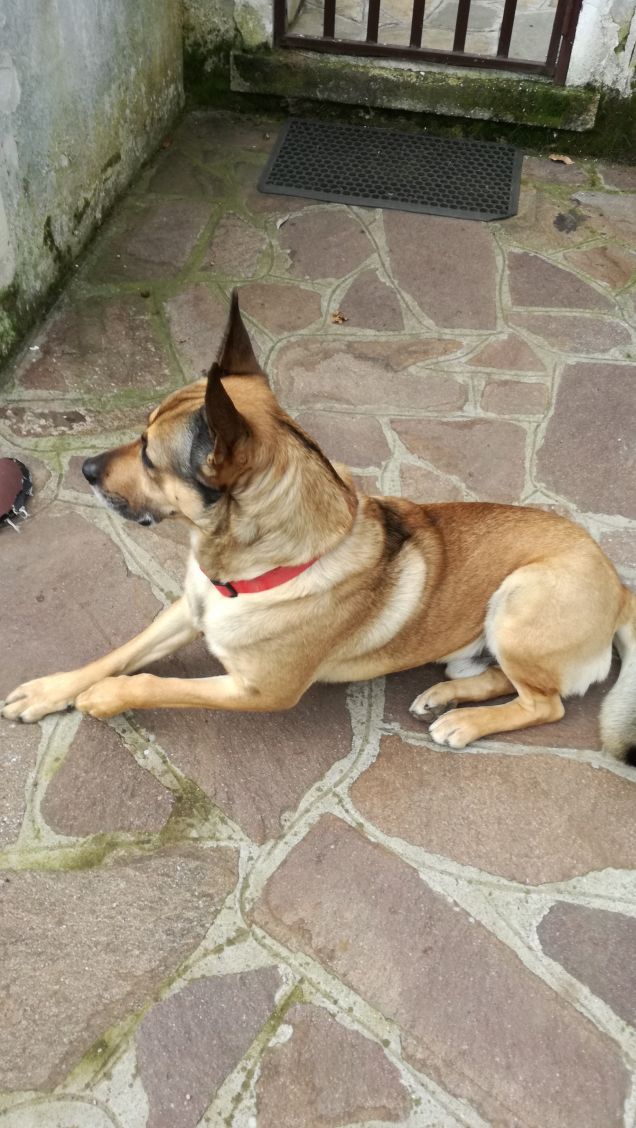 Il mio amico a 4 zampe.9