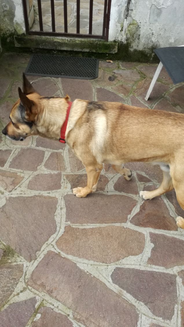 Il mio amico a 4 zampe.10