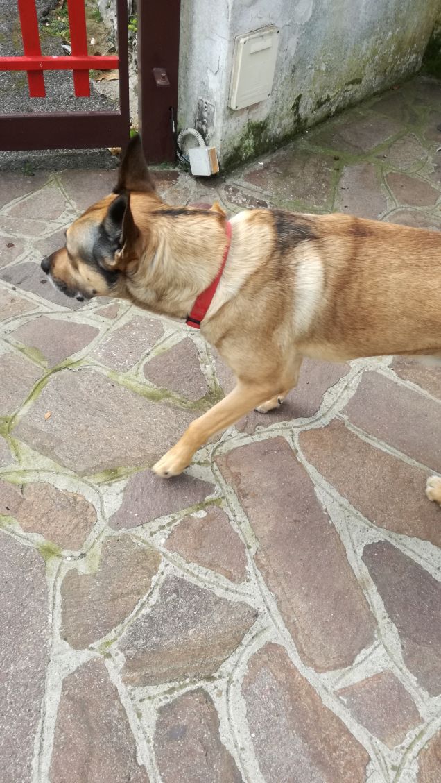 Il mio amico a 4 zampe.11