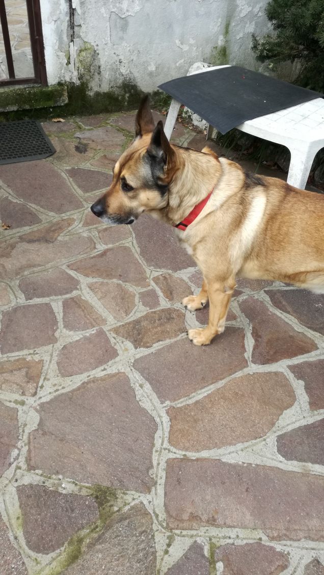 Il mio amico a 4 zampe.12