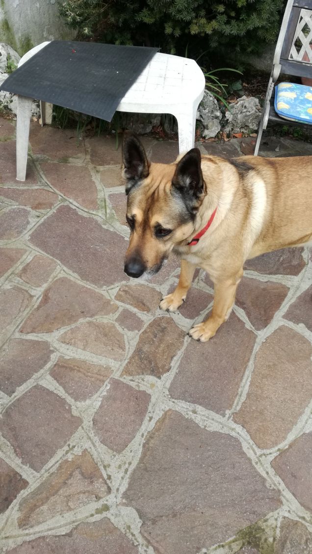 Il mio amico a 4 zampe.13