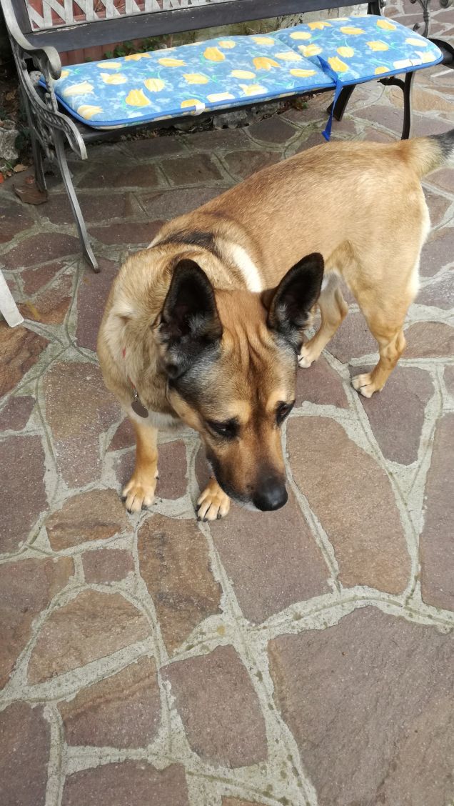 Il mio amico a 4 zampe.14