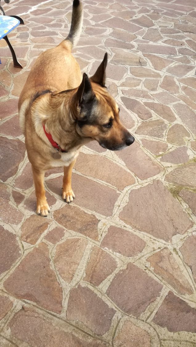 Il mio amico a 4 zampe.15