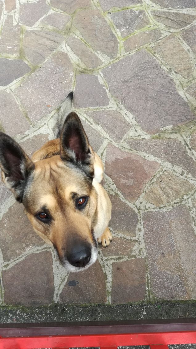 Il mio amico a 4 zampe.16