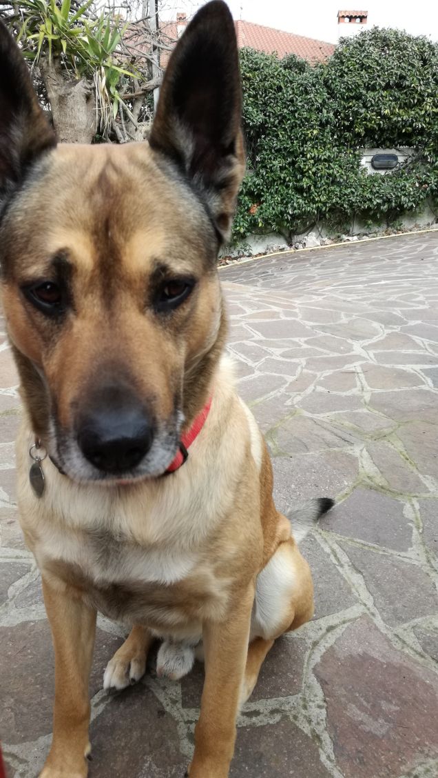 Il mio amico a 4 zampe.17