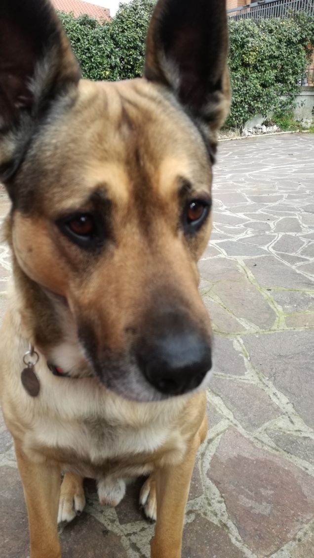 Il mio amico a 4 zampe.18