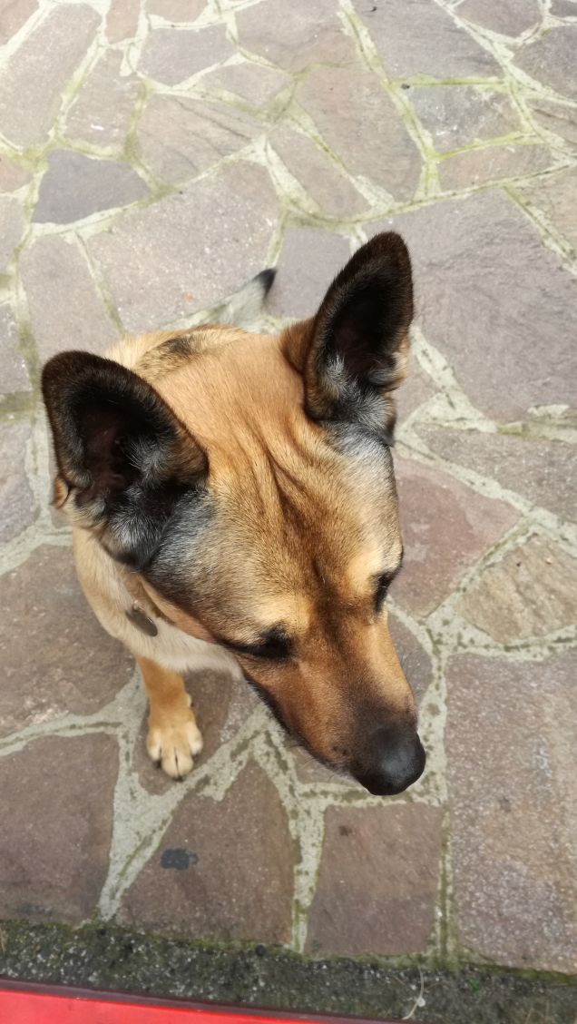 Il mio amico a 4 zampe.19