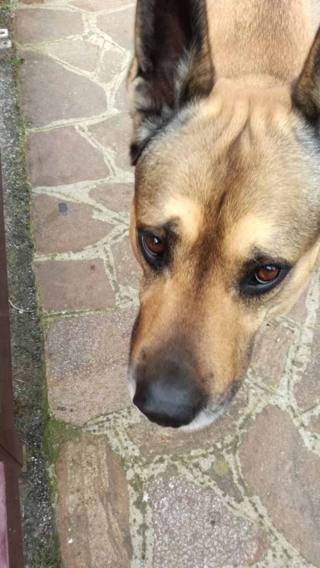 Il mio amico a 4 zampe.20